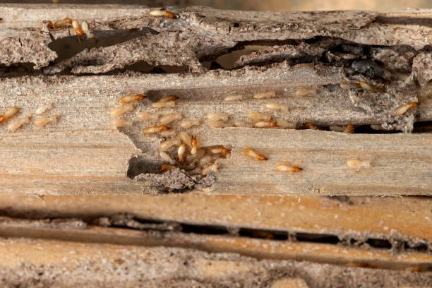 Best Insect Control  in Elim, PA